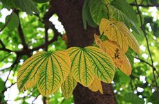 今年雨水是开张吉日吗 2025年农历正月初十开业吉利吗