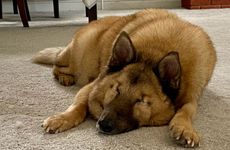 属狗人在2021年10月可以婚嫁的黄历好日子