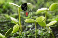 合适穷光蛋养的狗 穷人适合养的狗