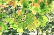 今年是早立秋还是晚立秋2024