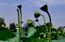 梦见被僵尸追 梦见僵尸追我什么意思