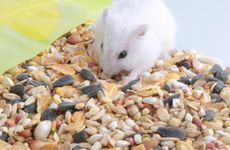 属鼠男女的和什么属相最配