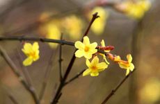 卫生间的镜子对着卫生间的门好吗 厕所镜子对着门好不好