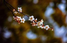 梦见拉肚子是什么意思 梦到拉肚子怎么回事