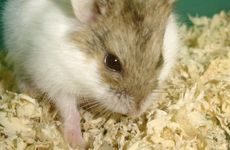 2024会有双喜缠身的生肖 属鼠人事业成功之喜