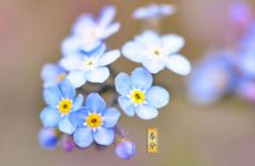 什么属相不能摆放大象？大象摆件放家里什么位置好？