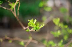 躲春是什么意思？立春迎新 年初避凶