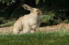 属兔带什么辟邪又招财（兔年必备护身符）