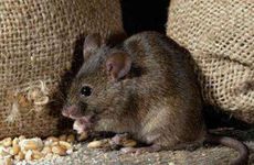 1996年属鼠一生有二婚