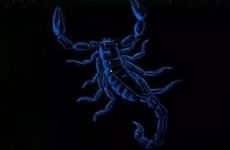 什么星座和天蝎男天生一对