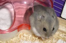 2024年农历七月属鼠人的运势 农历七月属鼠人怎么提升运势