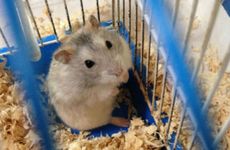 历史上谁属鼠 都有些什么个人成就