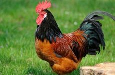 属鸡人想要什么样的人生 一边工作一边玩