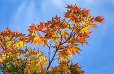 2024年立秋不能干什么 立秋当天禁忌和注意事项