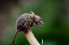 2026年属鼠人找工作去哪个方位最好