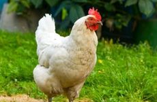 属鸡的本命佛是什么？生肖鸡本命佛不动尊菩萨