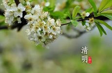 2026清明祭祖贡品