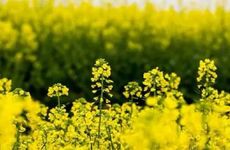 这些星座男最厌聪明女