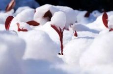 2025年农历正月十五是入宅吉利吗