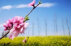 2022年春分结婚日子好不好 婚嫁大吉的黄道日