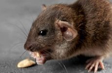 梦见被暗恋的人抛弃