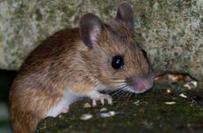 属鼠2022可以佩戴转运珠吗 属鼠怎么做能转运