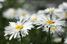 清明节和复活节同一天会死吗？复活节为什么不能出门？