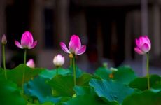 小暑节气的民间习俗及养生食物