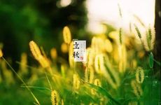 仙人掌能斩断桃花运吗 效果拔群