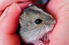 2008年属鼠命里缺什么