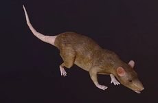 属鼠人与家中什么东西容易相冲