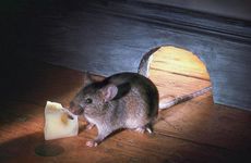 属鼠人2026年是不是会很倒霉