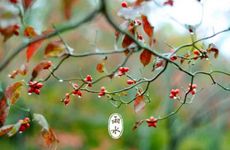 梦见又粗又大的蚯蚓有什么预兆