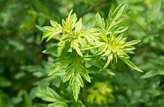 安徽合肥端午吃鳝鳖