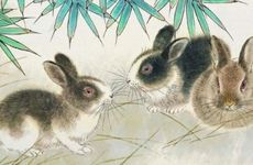 癸卯年属兔人的命运分析