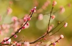 梦见自己躲过老虎 梦到躲过老虎的追杀