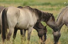 1978年属马的今年运程怎么样 理性消费积累财富
