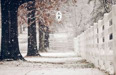 为什么院子里忌讳红枫 庭院十大吉祥之树