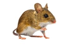 冲鼠庚子煞北属鼠的能去送嫁吗 送嫁一般是哪些人？