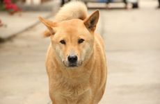 属蛇男和属狗女适合结婚吗