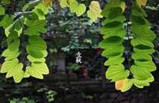 立秋还要几天才到？立秋要干嘛