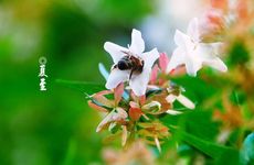 夏至是几月几号2022年,夏至的谚语有哪些?