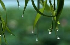 猴和虎属相合不合家人(如何处理家庭关系)