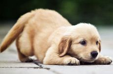 1970年属狗女2024年感情运如何