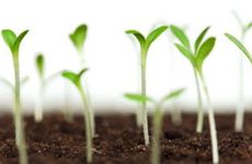 1991年路旁土命缺什么 六十甲子算命