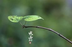 安徽寒露有哪些风俗 寒露的饮食习惯