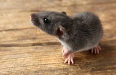 贺姓属鼠男孩最吉利的名字