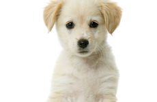 70年属狗人的56岁运势