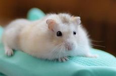 属鼠人天生克星属相是谁