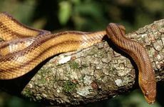 属蛇人不能佩戴什么幸运物